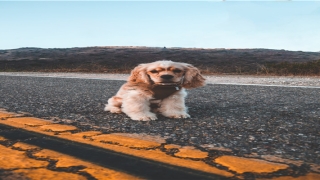 8word 免费算命(四柱算命术)