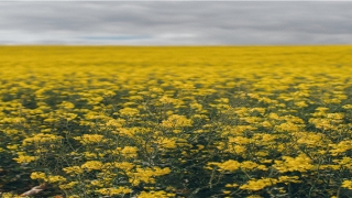 87年属兔2020年婚姻怎样(大手笔投入研发)