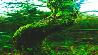 暗香疏影形容人的意思是什么(暗香疏影形容人的意思是什么)