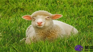 脚趾底下长痣的人(脚指头底长痣代表什么)