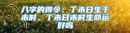 八字的得令：丁未日生于未时，丁未日未时生命运好吗