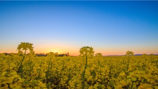 昂字辈怎么起名(昂字的拼音是什么样的)