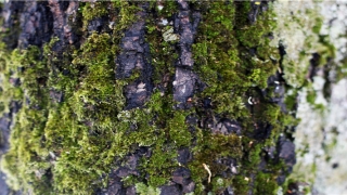 连心眉的男人命运怎么样(面相五官识人术)