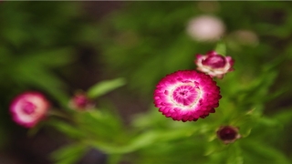 梦到老公出轨预示什么(梦到老公好像出轨了)