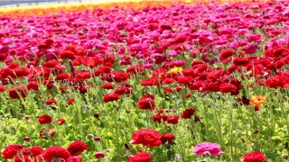 86年属虎人最穷不过36岁(86属什么生肖属相)