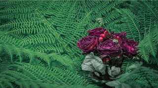 梦到黑狐狸是仙家托(梦见狐仙是什么意思)