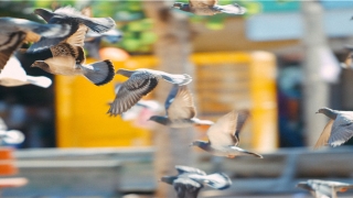 2022年龙人全年运势(这些生肖人到中年不仅不会走下坡路)_重复