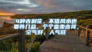 4种吉利花，不信风水也要养几盆，个个富贵吉祥，空气好，人气旺