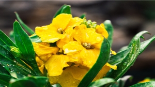 86年属啥婚配生肖(86年是属什么生肖)