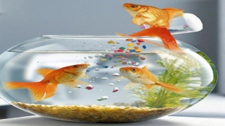 八字缺水的男人嫁不得(养鱼风水知识大全)