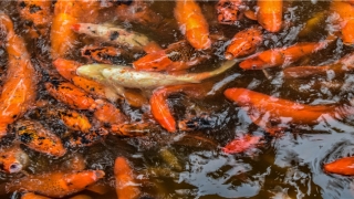 测试你的婚姻会出什么问题(经典婚姻15问)