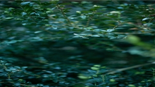 84年属鼠姻缘(84年属鼠女2021年桃花运)