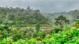 大公鸡解梦查码图(周公解梦梦册查码)_重复