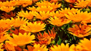 妈妈梦见儿子丢了是什么预兆(昨晚梦见儿子丢了,预示着什么意思)_重复