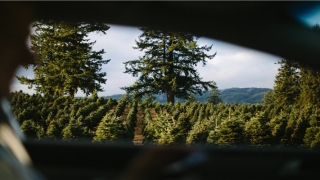 83年的猪38岁后命好(社会生活感知)