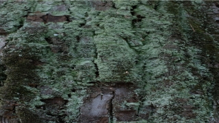 梦到黑色大蟒蛇预示着什么(梦到一条五彩斑斓的蛇)