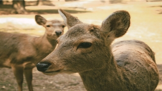 带帅字的男孩名字寓意(名字带帅字有啥意义)