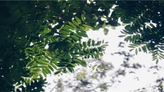 阿启在线算命免费(算命100法)