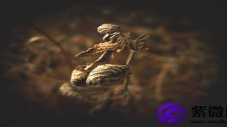 金箔金和大海水相克吗？壬寅金箔金