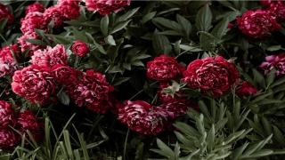 85年1月的鼠是什么命(“如来佛”竟患老年痴呆)