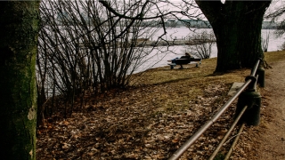 29岁属鸡什么命(生肖鸡17年多大啦)_重复