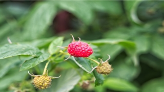 敖广是谁的名字(敖广的妻子龙母是谁)