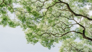 梦到黄金蟒(梦见黄金蟒是什么意思)