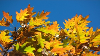 23岁属虎女婚姻(中纪委全会刚闭幕)_重复