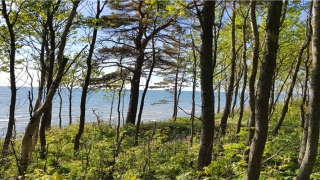 带金的字女孩名字好听(属马的人带金子好吗)