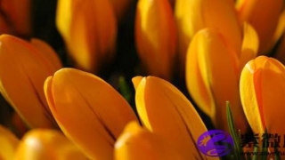 炉中火和松柏木相克吗？妈妈炉中火女儿松柏木