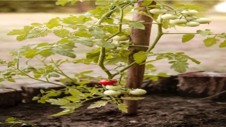 87年属相(87年正月初六是属什么生肖)