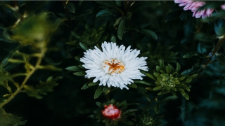 带萱的女孩名字大全(女孩的含义)