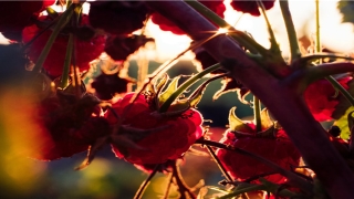 八个斗的男人什么命(恶霸老外看不起中国拳)
