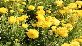 2020鼠年运势与感情(2020年的运势及运程)_重复