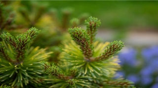 解梦吉凶：饮食出行舟车(梦见坐船晕船)