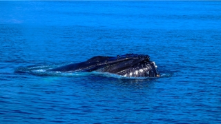 2021牛年的运势(2021下半年运势)_重复