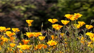 男人命犯桃花什么意思(什么面相的男人桃花旺)