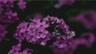 男人肚子上长痣代表什么(男人开始长肚子了)