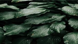 87年男兔和87年女兔(87年是什么命)