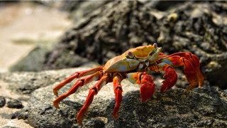 八卦图图片高清(八卦图全图)