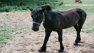 带蕊稳重大气女孩名字(女孩名字带蕊好吗)