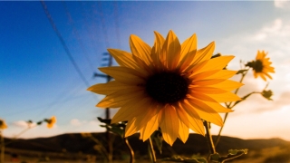 2020年出生的女孩起什么名字好(寓意美好的2020年女宝宝名字推荐)_重复