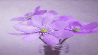 梦到鬼追我我拼命逃走(梦里梦见逃跑预示着什么)