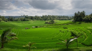 梦到被蛇缠身上预示着什么(做梦代表什么生肖)