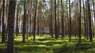 草字头洋气女孩名字(女孩带草字头好听的字有哪些)