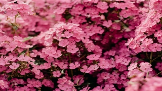 梦到蟒蛇吃人但是不吃自己(晚上做梦梦到绿色蟒蛇)