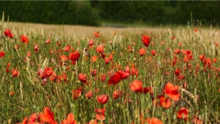 85年农历十月命好不好(从农历出生月份看12生肖一生命好还是命苦)