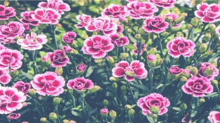 5o岁属什么生肖(5岁属什么生肖)_重复