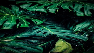 鼻子经常出血怎么回事(粘膜破裂出血)