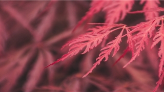 带景寓意极美的名字(景在名字中的寓意及解释)